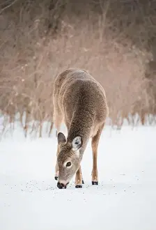 White Tailed Prints: Close up of white tailed deer eating seeds off snow in wooded area