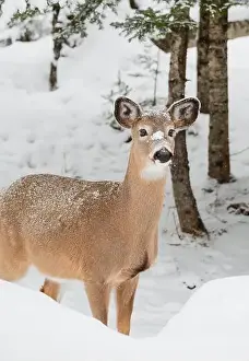 White Tailed Prints: Close up of white-tailed deer standing in woods on snowy winter day