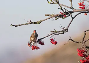 Bird Watching Prints: Close up of wild UK redwing bird (Turdus iliacus) isolated outdoors
