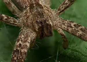 Bugs Prints: close up of wolf spider face with green background