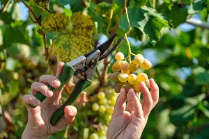 Prosecco Prints: Close up of Worker's Hands Cutting White Grapes from vines during wine harvest in Italian Vineyard