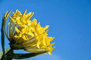 Pollen Prints: Close up yellow Ixora coccinea flower on blue sky background