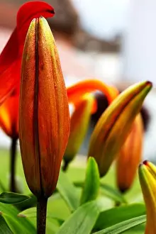 Lily Prints: a still closed flower of the lily
