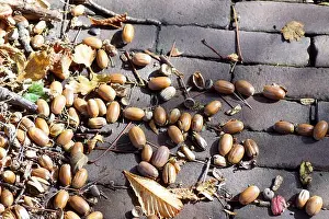 Acorn Prints: Closeup of acorns on the street in the sun. September. Netherlands