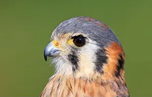 American Kestrel Prints: Closeup of an American Kestrel, Montreal, Canada