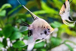 Gills Prints: Closeup of a angelfish swimming in an aquarium