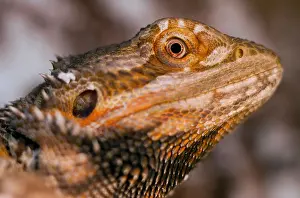 Iguana Prints: Closeup of the bearded dragon reptile