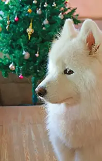Samoyed Prints: Closeup of a Beautiful Samoyed dog with Christmas Tree in the Backdrop