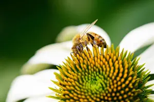 closeup of bee on a head of echinecea flower