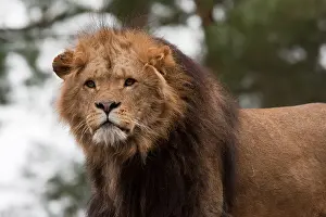 Mane Prints: Closeup of a big african male lion