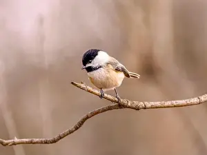 Perched Bird Prints: A closeup of a blacked capped chickadee perched on a branch on blurred background