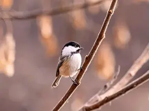 Perched Bird Prints: A closeup of a blacked capped chickadee perched on a branch on blurred background