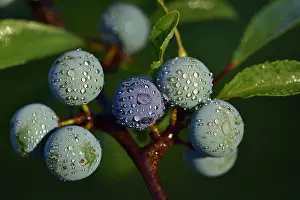 Beetroot Prints: Closeup of blue ripe sloes hanging with water drops on branch against green background
