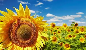 Closeup bright sunflower over blurred field and blue sky background