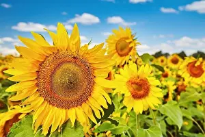 Closeup bright sunflower over blurred field and blue sky background