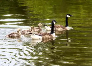 Waterfowls Prints: Closeup of a canada goose family swimming in a lake
