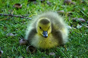 Nature Canada Prints: Closeup of a Canada Goose Gosling resting