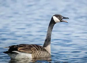Ornithological Prints: Closeup Canada Goose on water calling out