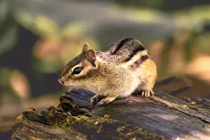 Wildlife Animals Prints: A closeup of a chipmunk perched on a tree trunk in the forest