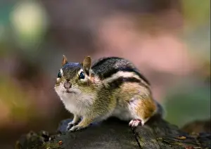 Wildlife Animals Prints: A closeup of a chipmunk perched on a tree trunk in the forest