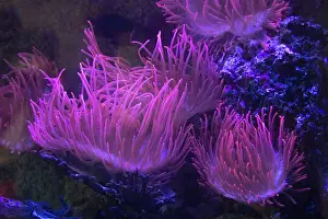 Cnidaria Prints: Closeup up a colorful sea anemone coral reef background
