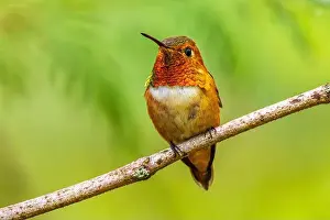 Humming Bird Prints: Closeup of a colourful male Rufous Hummingbird (Selasphorus rufus) perched on a branch
