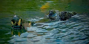 Crocodylus Prints: closeup of crocodile in the water