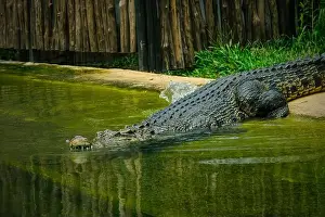 Crocodylus Prints: closeup of crocodile in the water