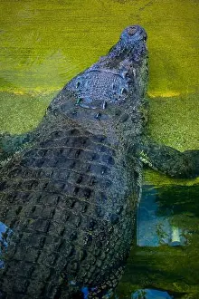 Crocodylus Prints: closeup of crocodile in the water