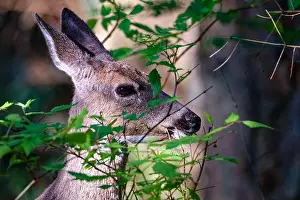 Fawn Prints: A closeup of a deer at Ruckle Provincial Park, Salt Spring Island, BC Canada