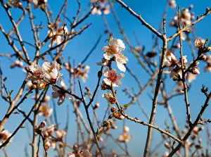 Closeup on early almond flowers starting to bloom in spring under bright sunlight