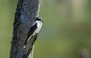 Insectivore Prints: Closeup of Eastern Kingbird perching on a tree stump in a marsh Quebec, Canada