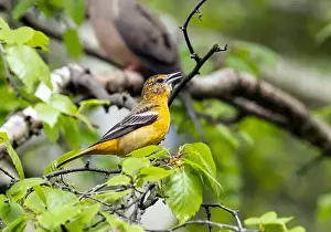 Migratory Bird Prints: Closeup of female Baltimore Oriole perching in a leafy tree in spring time