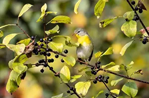 Bokeh Background Prints: Closeup of a female Northern Parula perching in a leafy Buckthorn tree eating berries in autumn