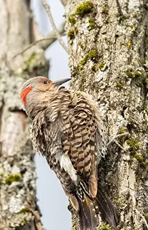Woodpecker Prints: Closeup female yellow-shafted Northern Flicker in a forest in Ontario