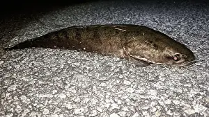 Bait Prints: Closeup of a freshwater fish that was successfully caught by an angler
