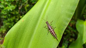 Antennas Prints: A closeup of a Grasshopper on a green leaf on a blurred background
