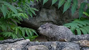 Chuck Prints: A closeup of a groundhog, Marmota monax, also known as a woodchuck
