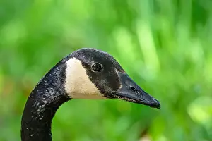 Canada Geese Prints: Closeup of the head of a Canada Goose (Branta canadensis) in Michigan, USA