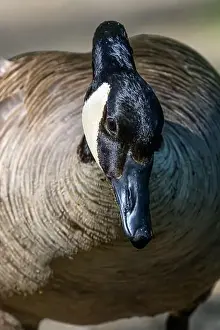 Canada Geese Prints: Closeup of the head of a Canada Goose (Branta canadensis) in Michigan, USA
