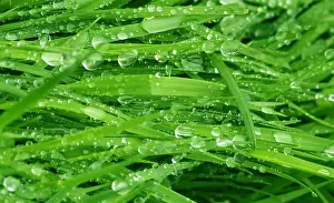 Droplets Prints: A closeup image of grass with morning dew