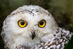 Owls Prints: The closeup image of snowy owl (Bubo scandiacus)