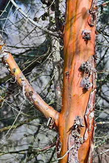 Surface Texture Prints: Closeup of an interesting detail of the bark of a tree in orange color