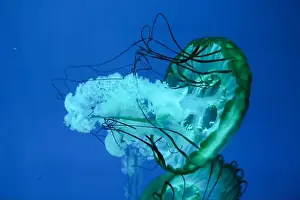 Medusan Prints: Closeup of Jelly fish swimming in a large aquarium