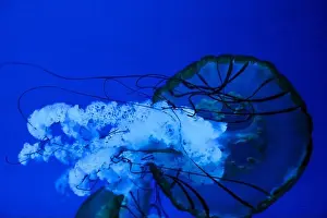 Observatory Prints: Closeup of Jelly fish swimming in a large aquarium