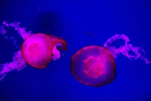 Observatory Prints: Closeup of Jelly fish swimming in a large aquarium
