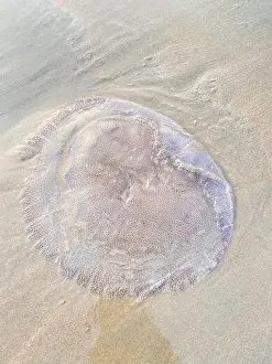 Bluewater Prints: A closeup of a jellyfish on the beach