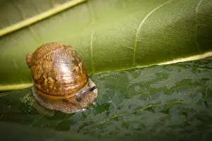 Slimy Prints: Closeup macro amber snail showing antenna on leaf