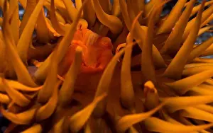 Close To Prints: A closeup macro photo of an Orange sea anemone's mouth and tentacles