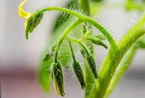Yellow Flower Prints: Closeup (macro shot) of a tomato plant stem with closed and emerging flower buds (Solanum lycopersicum)